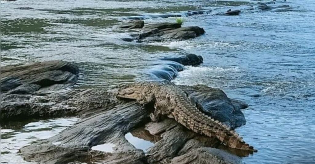 Uttrakhand haridwar crocodile accident 1