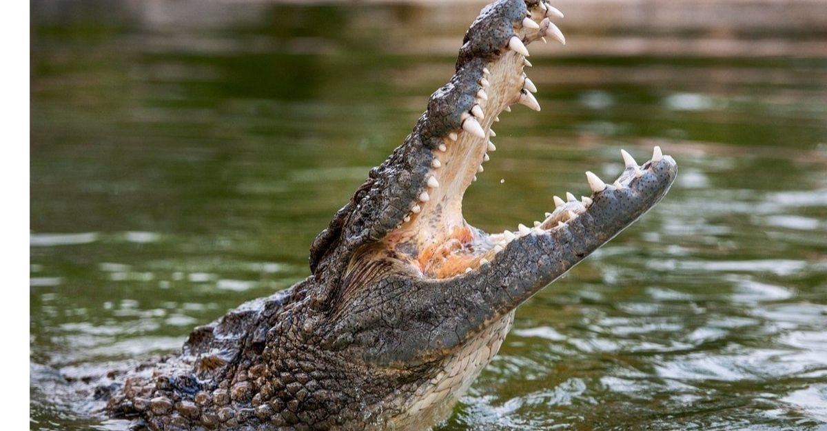 Uttarakhand crocodile attacked a man
